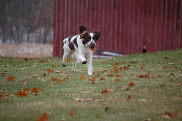 Earl, an English Springer Spaniel tested with EmbarkVet.com