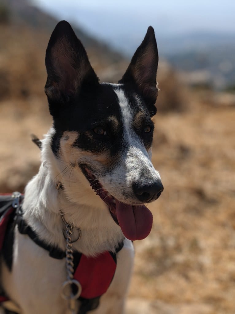 Arya, an Arabian Village Dog tested with EmbarkVet.com