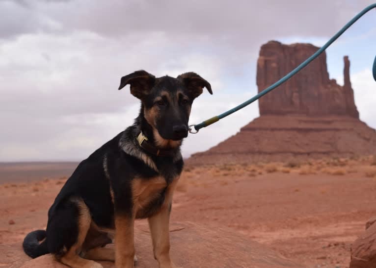 Gunther, a German Shepherd Dog and Labrador Retriever mix tested with EmbarkVet.com