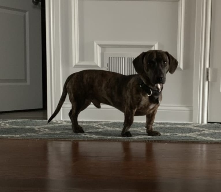 Peter, a Dachshund and American Pit Bull Terrier mix tested with EmbarkVet.com