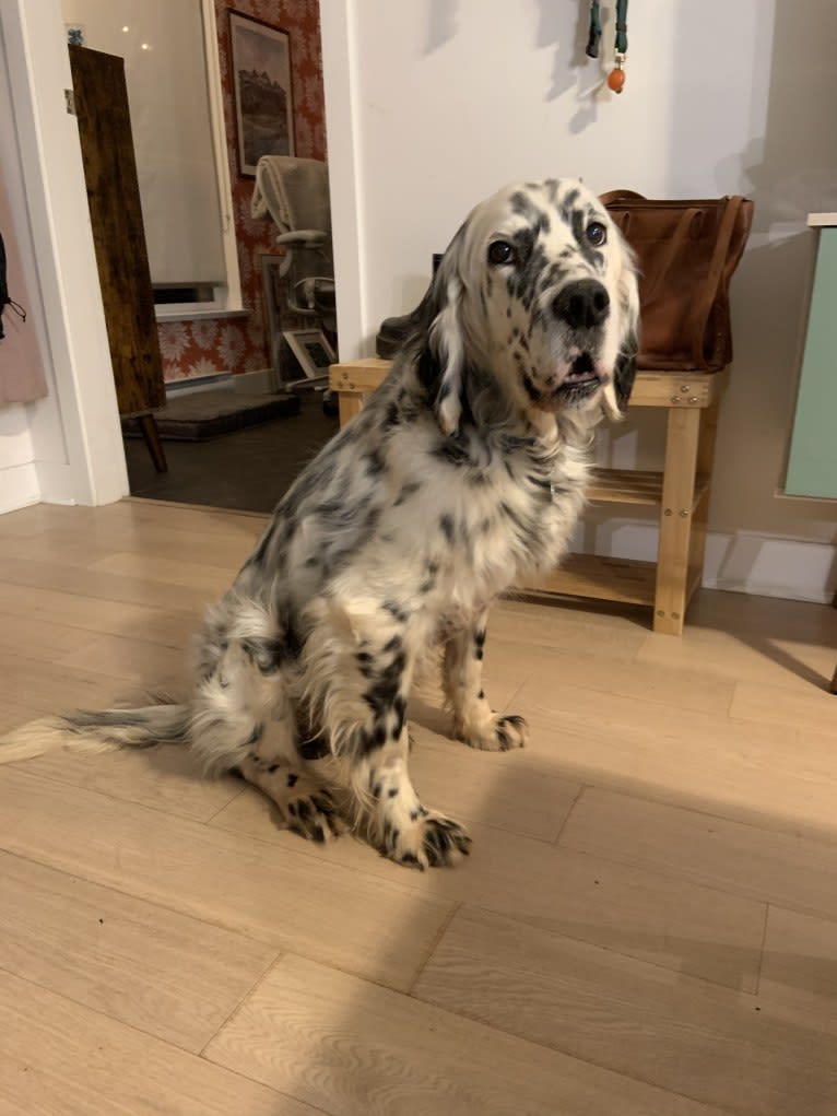 Merlin, a Llewellin Setter and English Setter mix tested with EmbarkVet.com