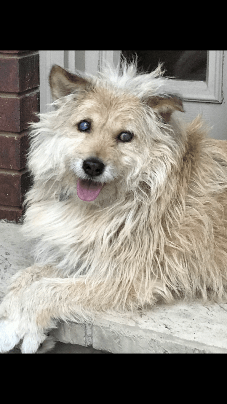Lyon, a South Asian Village Dog tested with EmbarkVet.com