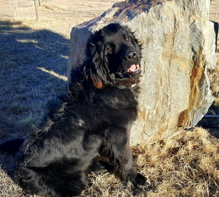 Bear 2025 acres newfoundlands