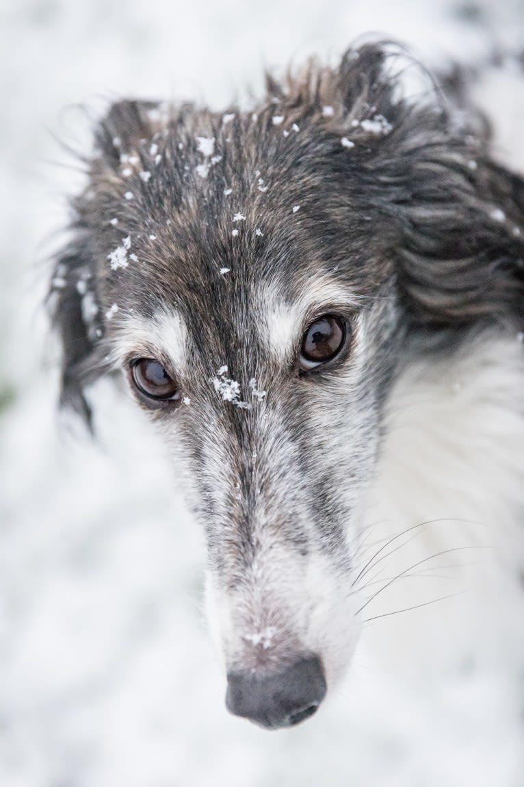 Kira, a Silken Windhound tested with EmbarkVet.com