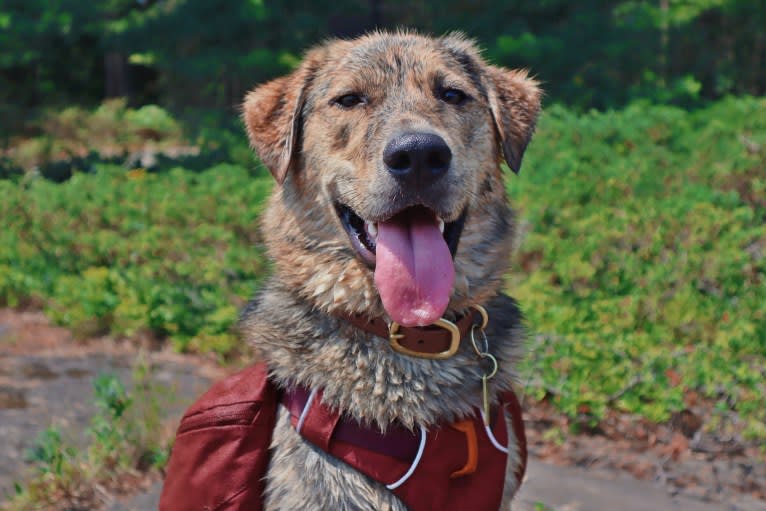 Enzo, a Labrador Retriever and German Shepherd Dog mix tested with EmbarkVet.com