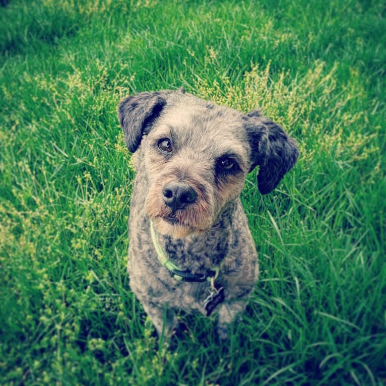 Rory, a Lhasa Apso and Poodle (Small) mix tested with EmbarkVet.com