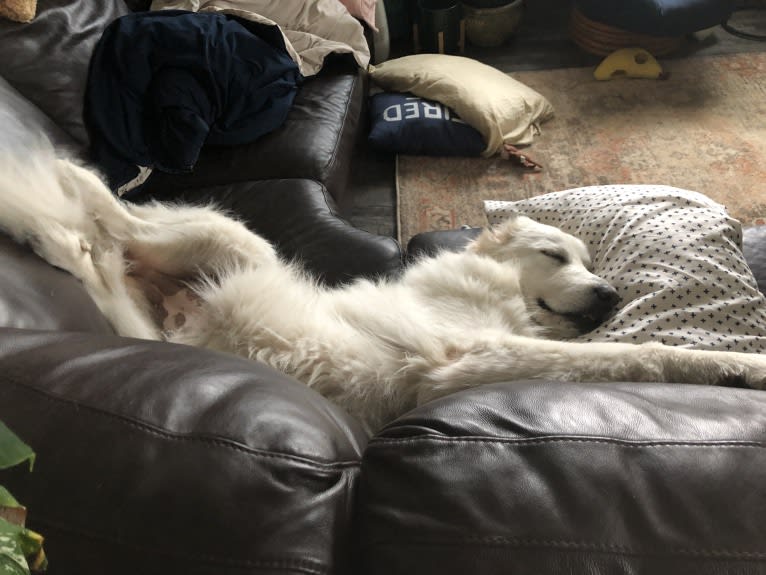 Looney “Chik’in Mini Bandit” Bear, a Great Pyrenees tested with EmbarkVet.com