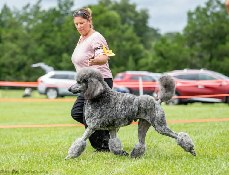 Todd, a Poodle (Standard) tested with EmbarkVet.com