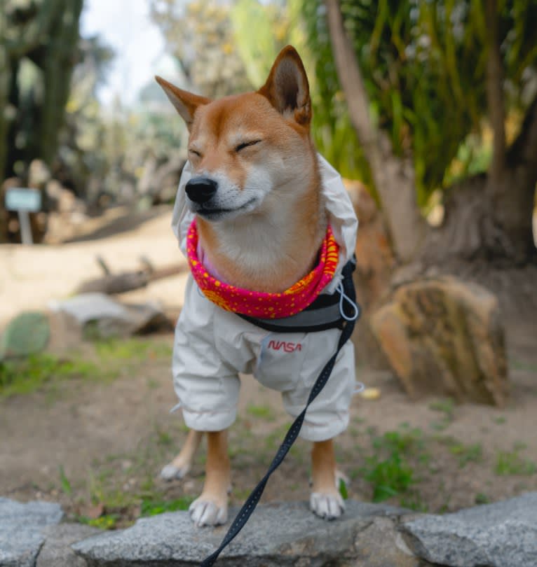 Kyoto, a Shiba Inu tested with EmbarkVet.com