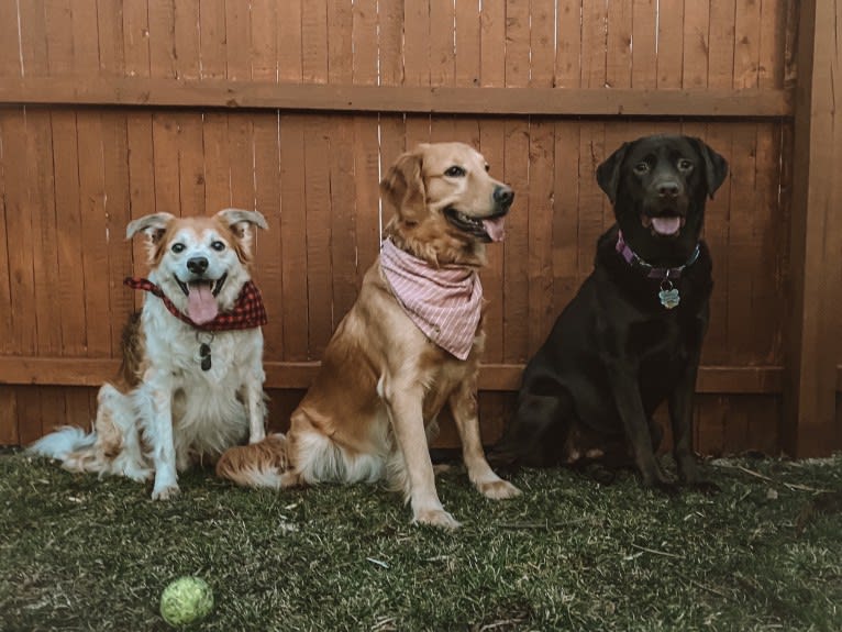 Marley, a Golden Retriever tested with EmbarkVet.com