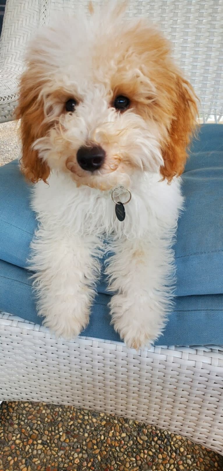 Fritz, a Poodle (Small) tested with EmbarkVet.com