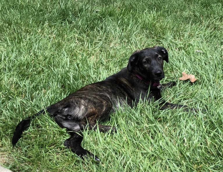 Lucky, an American Pit Bull Terrier and Labrador Retriever mix tested with EmbarkVet.com