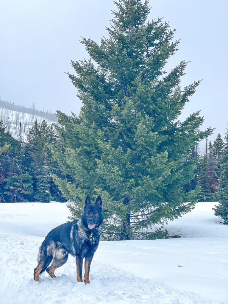 Booth vom Wahrsten, a German Shepherd Dog tested with EmbarkVet.com