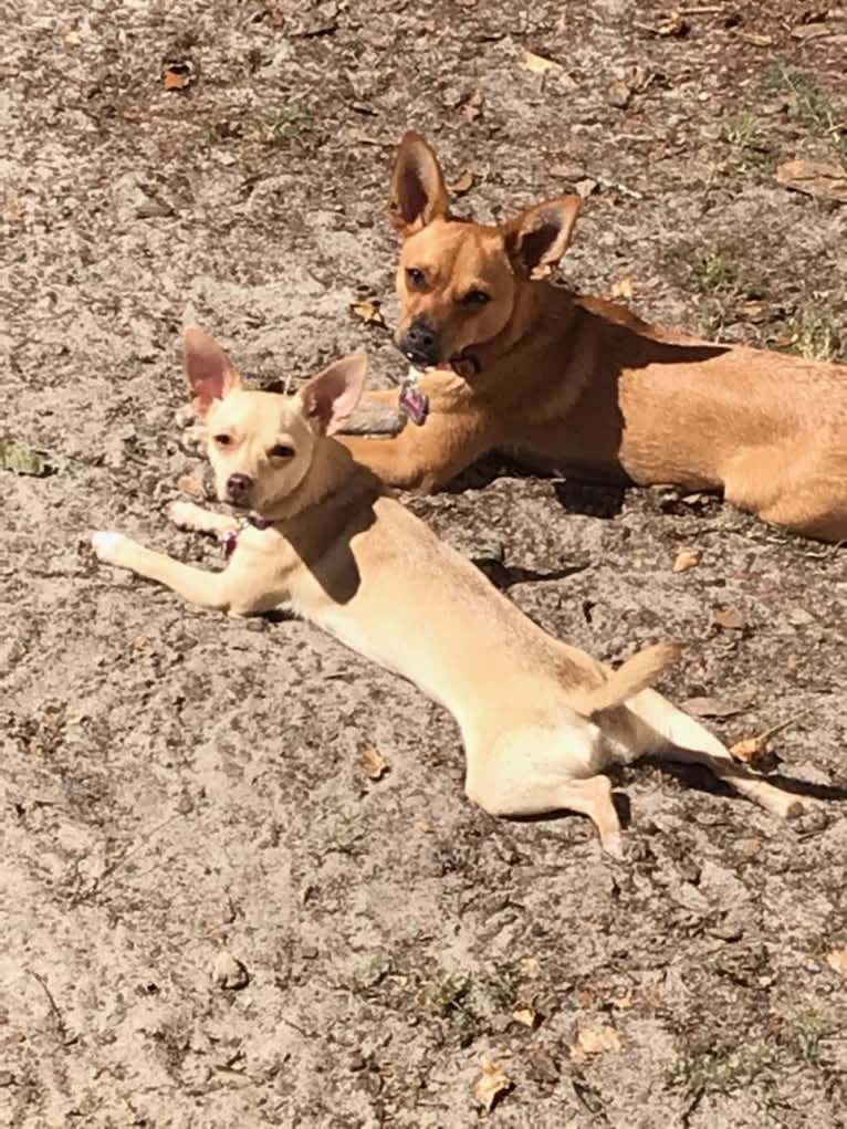 Callister, an Australian Cattle Dog and Chihuahua mix tested with EmbarkVet.com