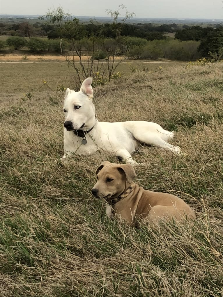 White Dog, a Siberian Husky and American Pit Bull Terrier mix tested with EmbarkVet.com