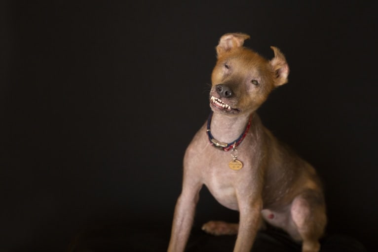 Chupey, an American Pit Bull Terrier and Rottweiler mix tested with EmbarkVet.com