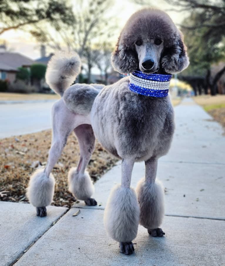 UCH Desert Reef's Rewrite the Stars CGCA CGCU TKI "Arwen", a Poodle (Standard) tested with EmbarkVet.com