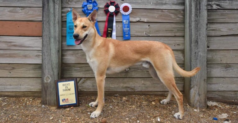 Bones, a Carolina Dog tested with EmbarkVet.com