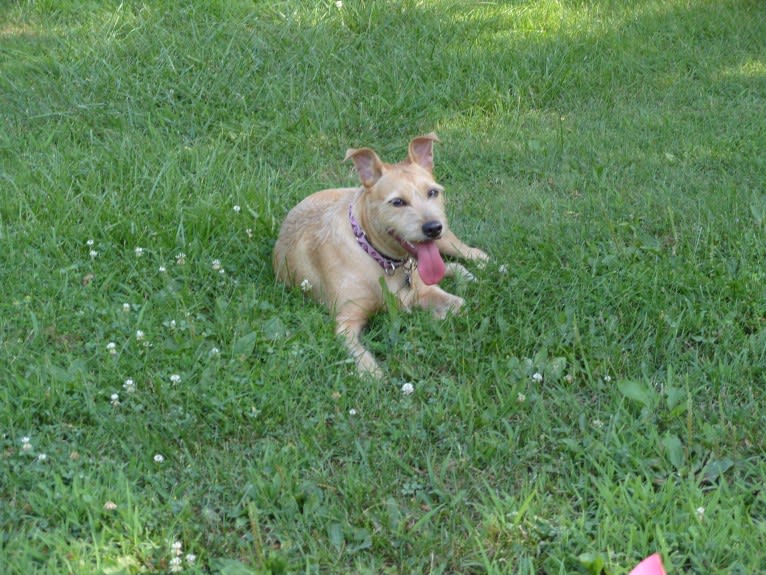 Bailey, an American Pit Bull Terrier and American Bulldog mix tested with EmbarkVet.com