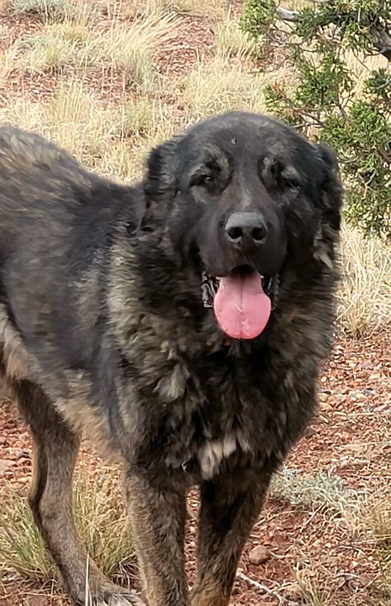 Lucian, an Armenian Gampr tested with EmbarkVet.com