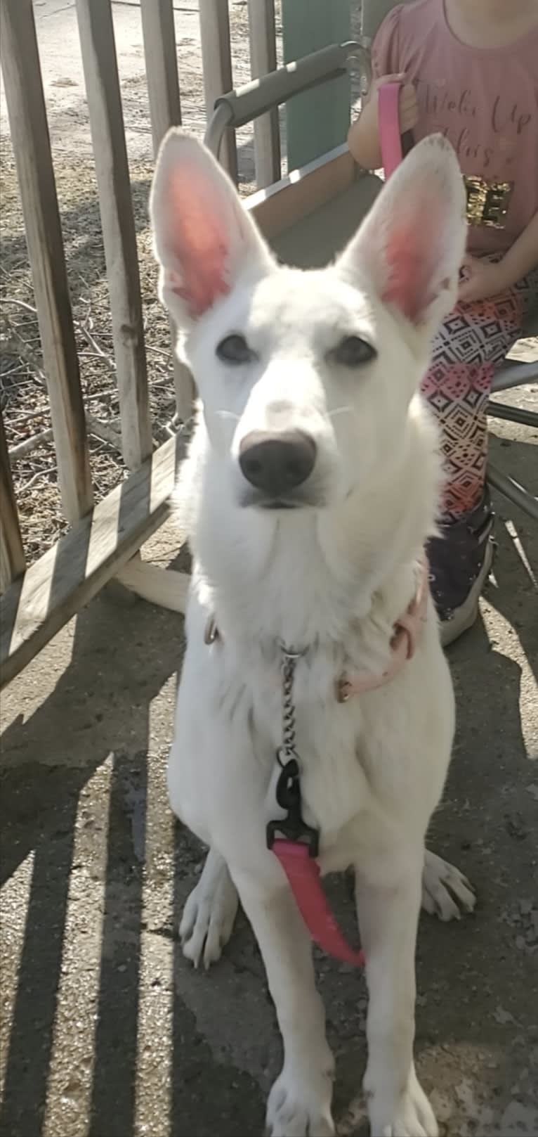 Sundae, a White Shepherd tested with EmbarkVet.com
