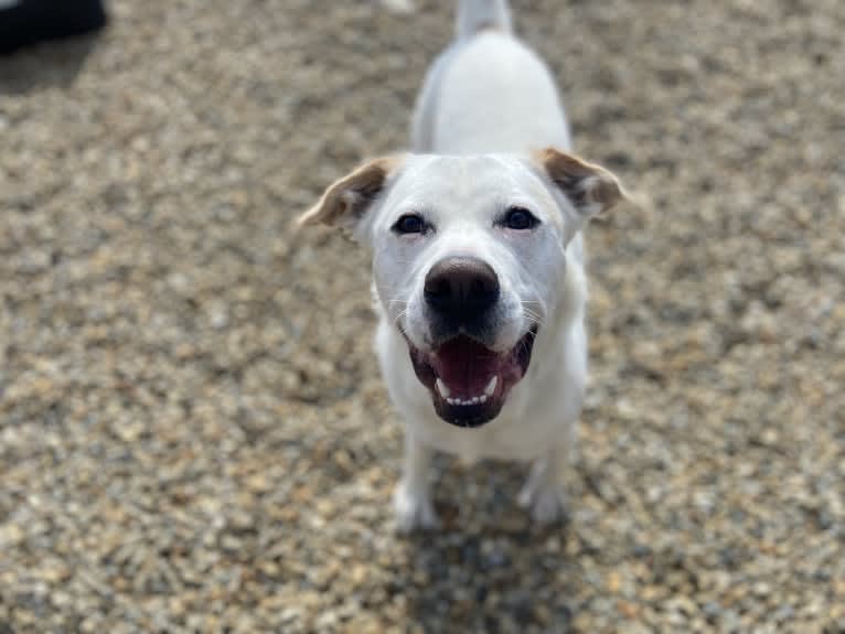 Wesley, a Boxer and German Shepherd Dog mix tested with EmbarkVet.com