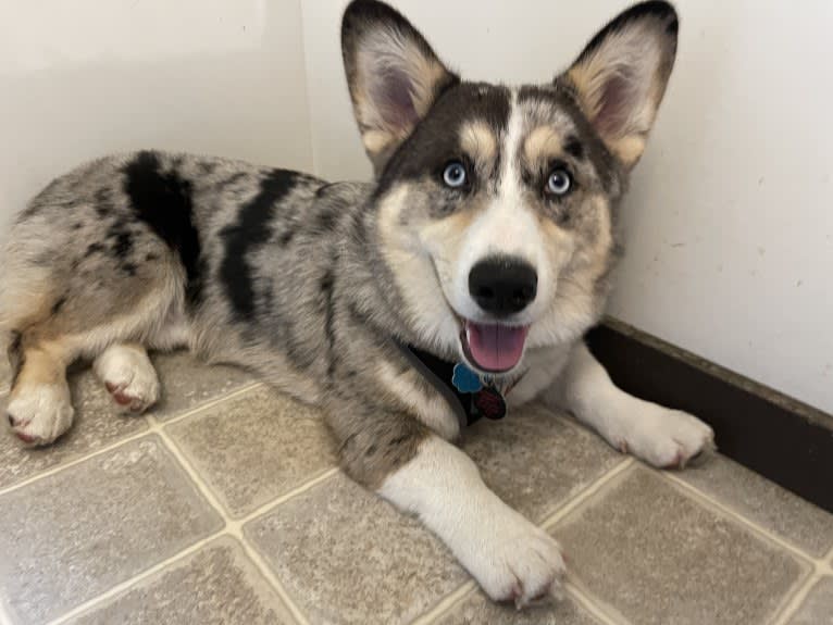 Brooks K. Crowley, a Siberian Husky and Pembroke Welsh Corgi mix tested with EmbarkVet.com
