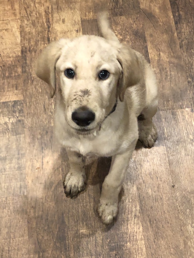 Winston, a Labradoodle tested with EmbarkVet.com