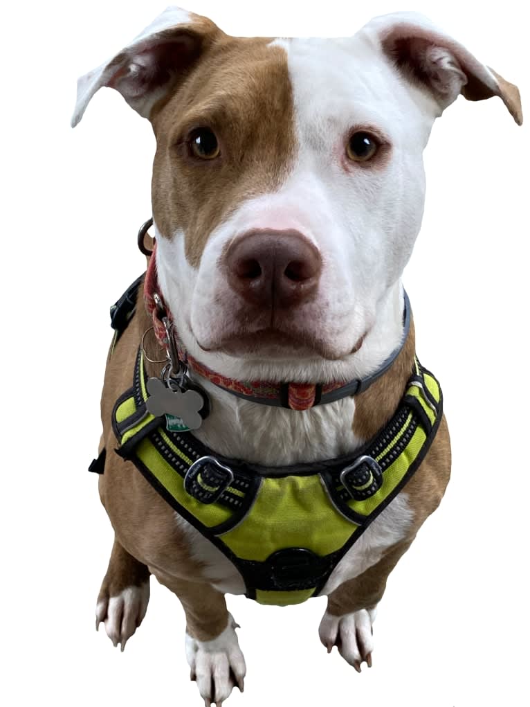 Bunny Pit Bull, an American Pit Bull Terrier tested with EmbarkVet.com