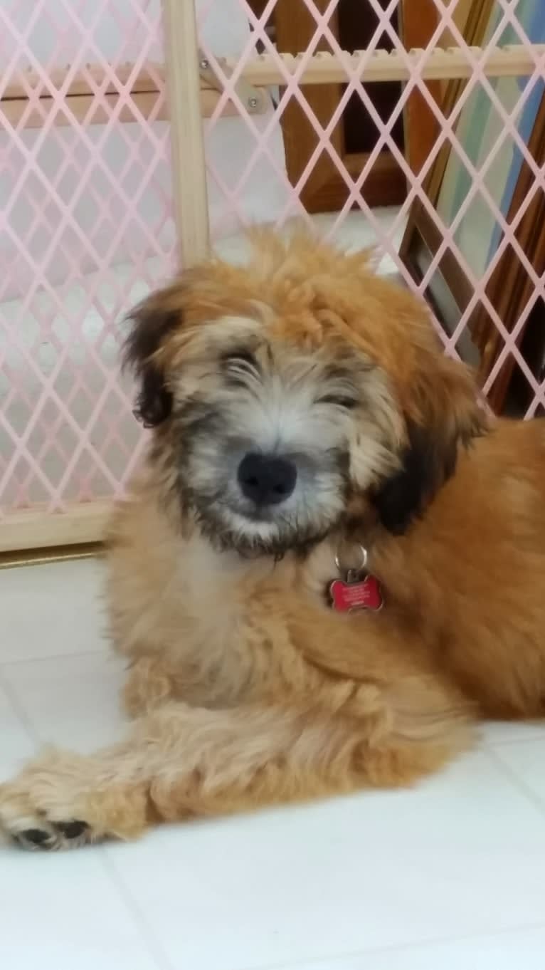 Desmond, a Soft Coated Wheaten Terrier tested with EmbarkVet.com