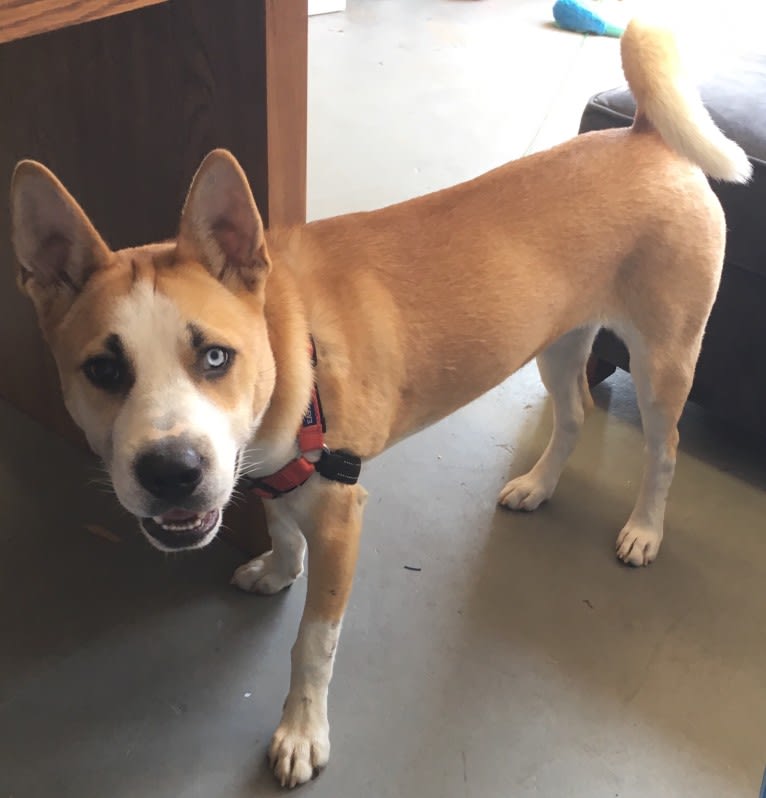 Masha, a Siberian Husky and Chinese Shar-Pei mix tested with EmbarkVet.com