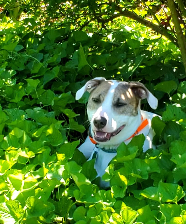 Pearl, an American Pit Bull Terrier and Beagle mix tested with EmbarkVet.com