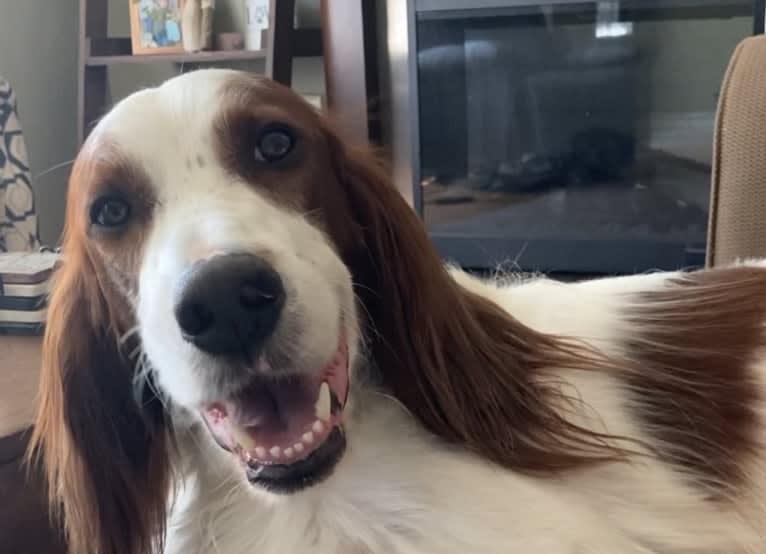 Brooks, an Irish Red and White Setter tested with EmbarkVet.com