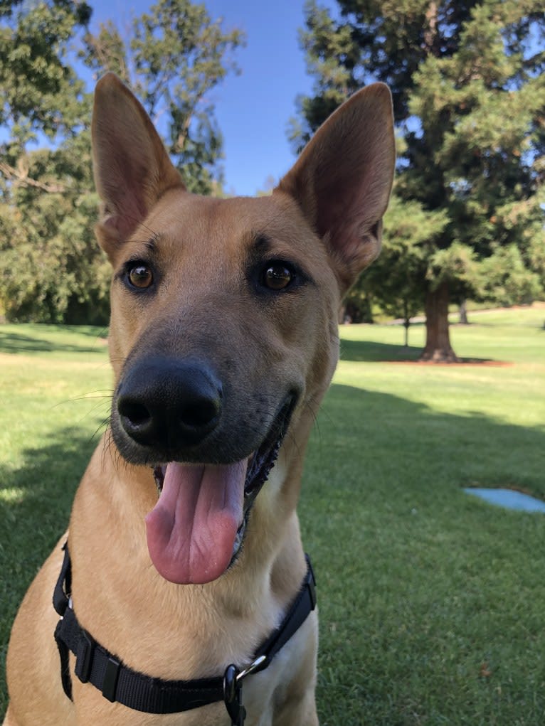 Braum, a German Shepherd Dog and Chow Chow mix tested with EmbarkVet.com