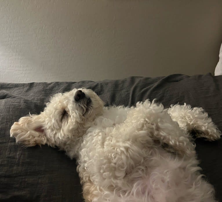 Theo, a Poodle (Small) and Pekingese mix tested with EmbarkVet.com