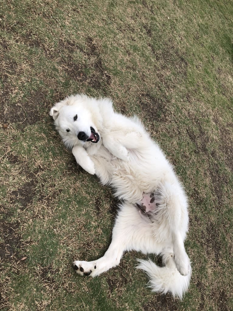 Looney “Chik’in Mini Bandit” Bear, a Great Pyrenees tested with EmbarkVet.com