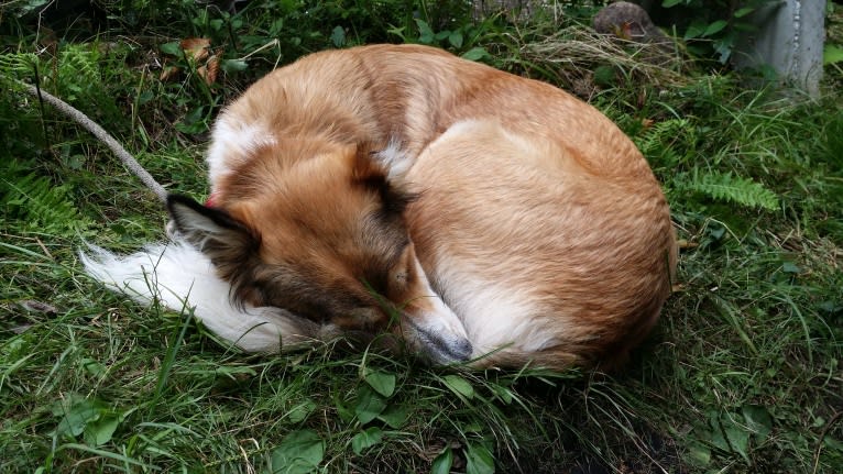 Foxy, an Arabian Village Dog tested with EmbarkVet.com