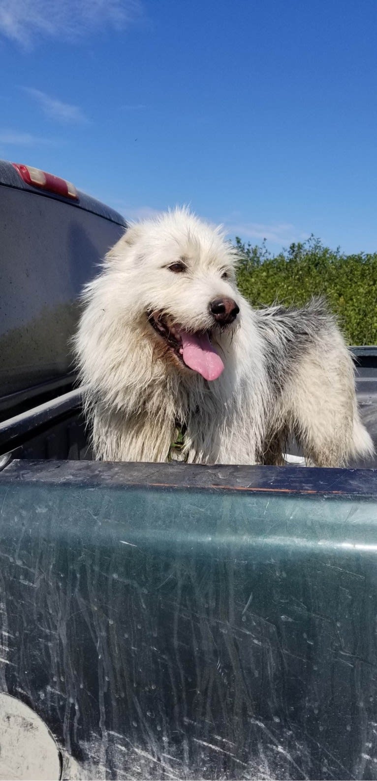 Neil Diamond, a Siberian Husky and Golden Retriever mix tested with EmbarkVet.com