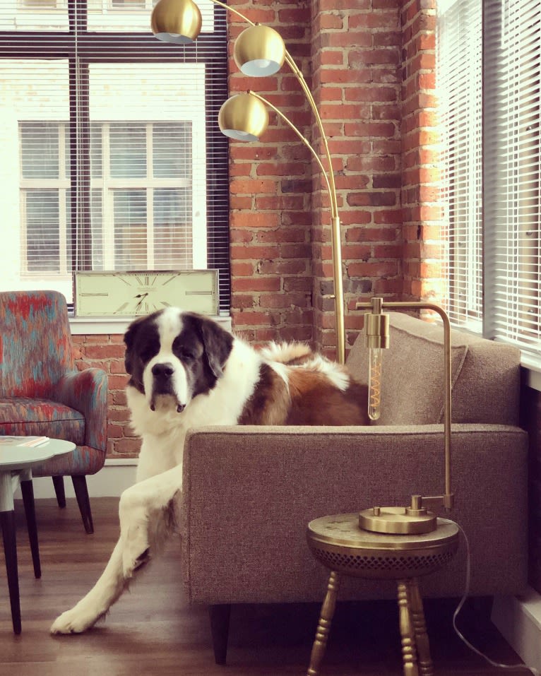 Sully, a Saint Bernard tested with EmbarkVet.com