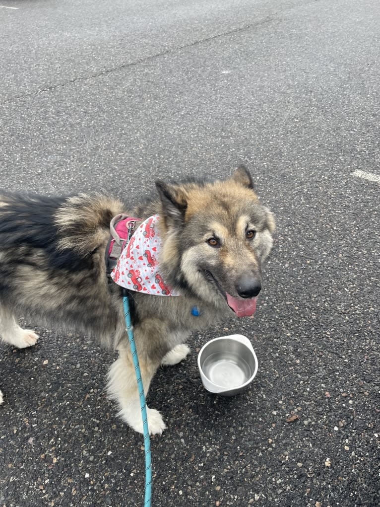 Miska, an Alaskan Malamute and German Shepherd Dog mix tested with EmbarkVet.com