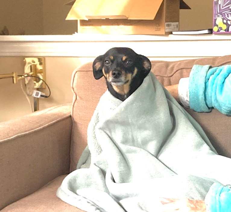 Sir Ridley, a Chihuahua and Rat Terrier mix tested with EmbarkVet.com