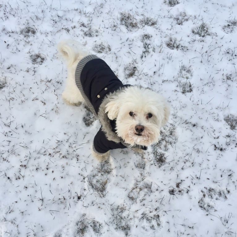 Gilly, a Havanese tested with EmbarkVet.com