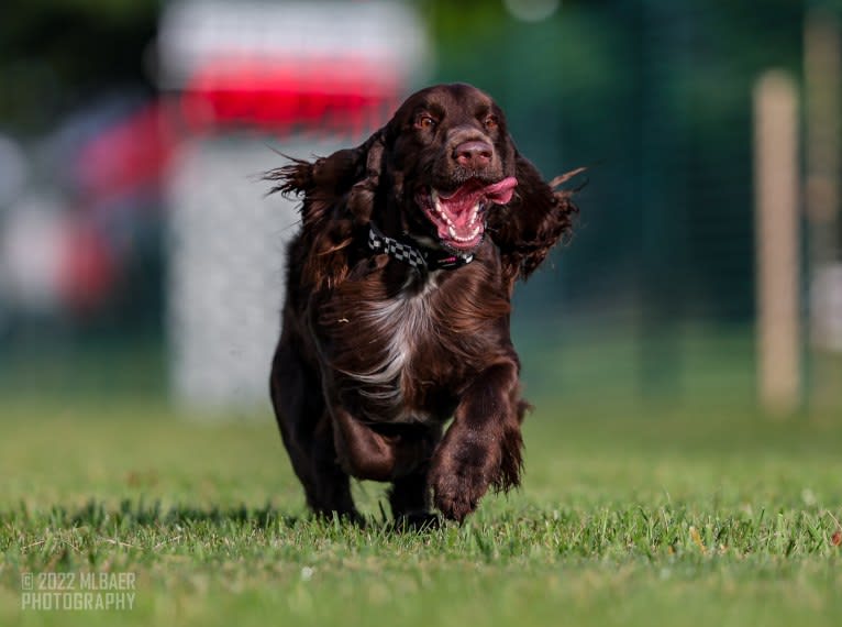 Fig, a Field Spaniel tested with EmbarkVet.com