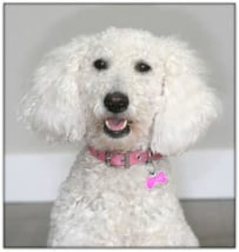 Lady Penny of Magic Valley Goldendoodles, a Goldendoodle tested with EmbarkVet.com