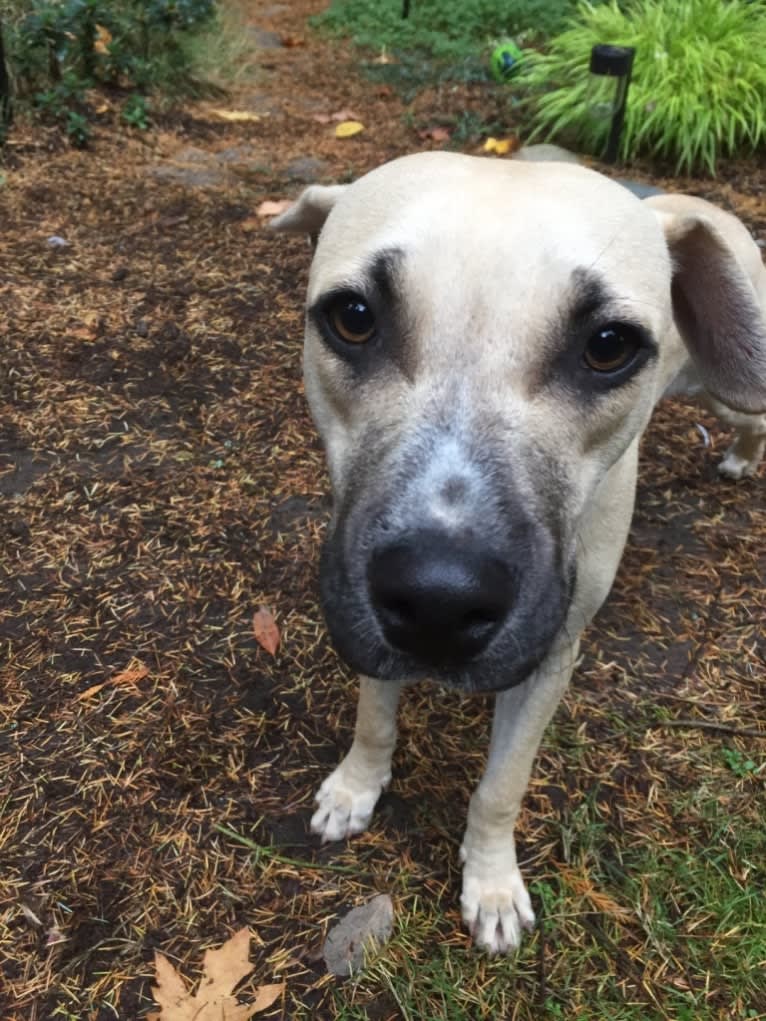 Sydney, a Catahoula Leopard Dog and American Pit Bull Terrier mix tested with EmbarkVet.com