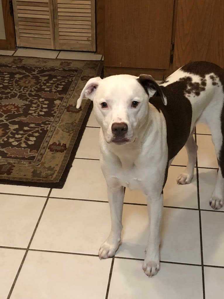 Chance, an American Pit Bull Terrier and Labrador Retriever mix tested with EmbarkVet.com