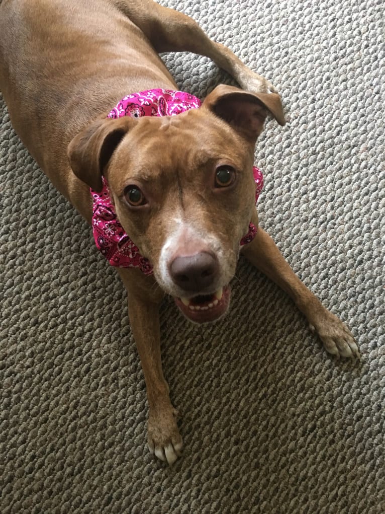 Buttercup, an American Pit Bull Terrier and Labrador Retriever mix tested with EmbarkVet.com