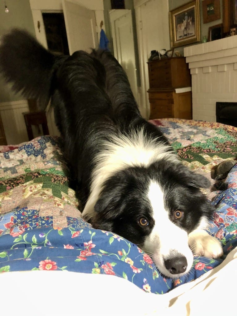 Angel, a Border Collie tested with EmbarkVet.com