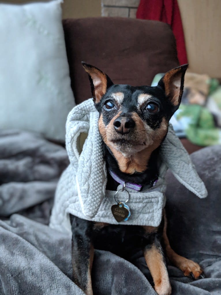 Kaidyn, a Miniature Pinscher tested with EmbarkVet.com