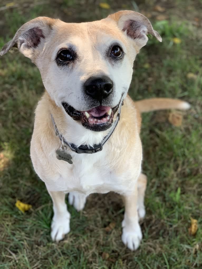 Roxie, a Boxer and Brittany mix tested with EmbarkVet.com